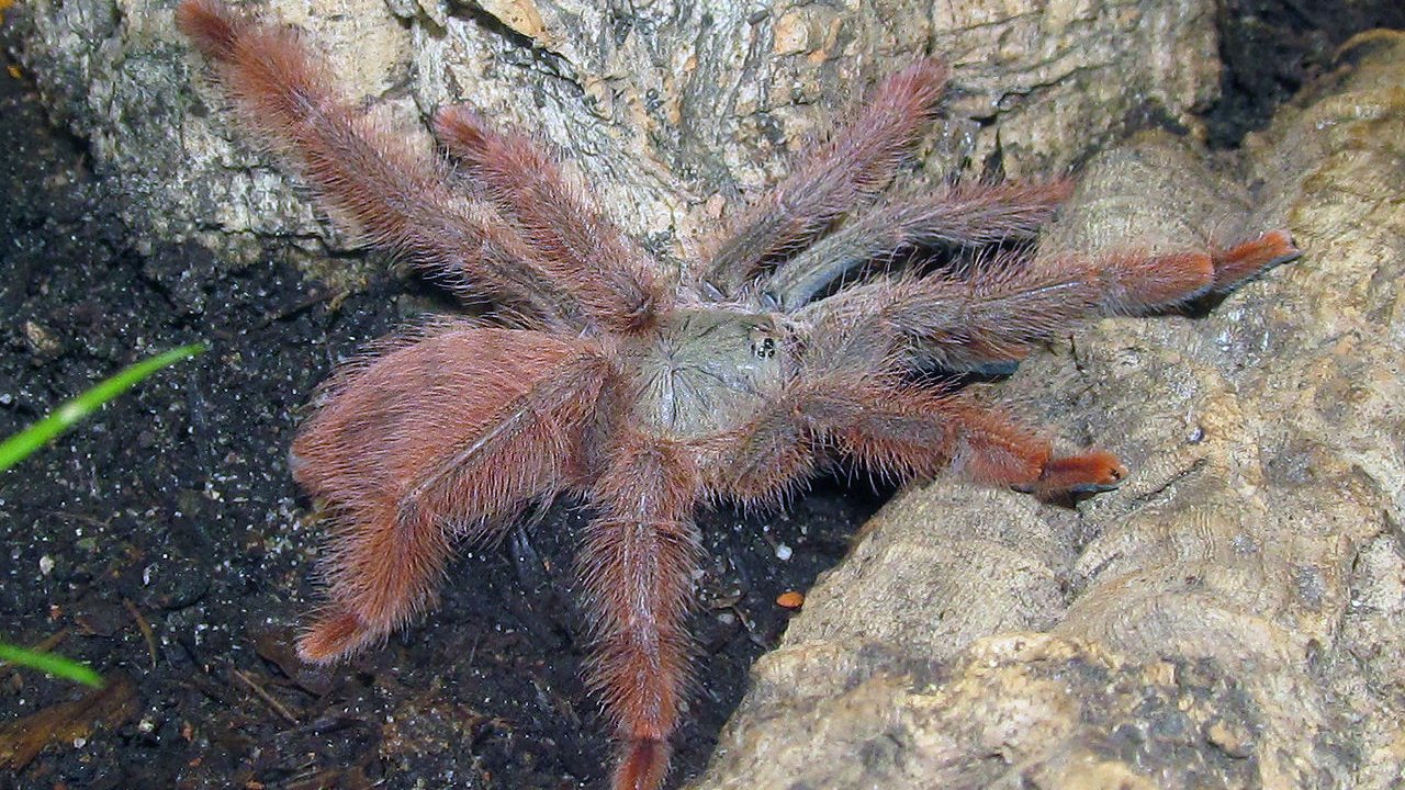 Tapinauchenius gigas