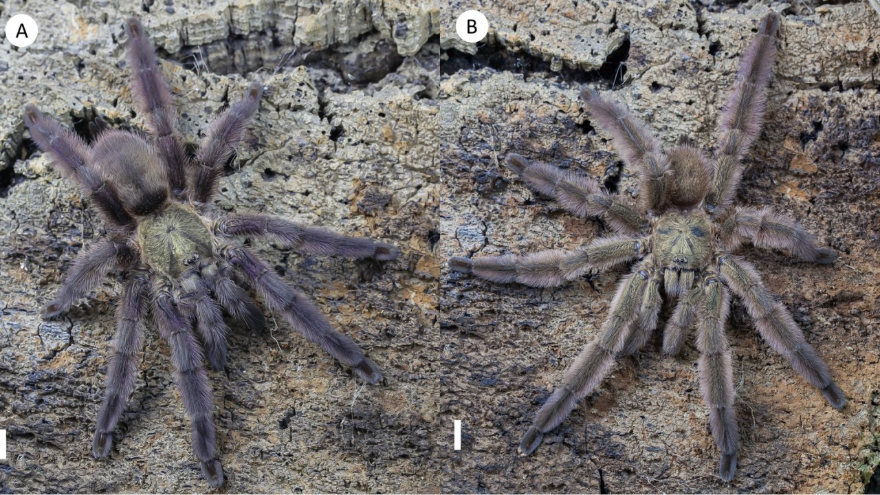 Tapinauchenius rasti