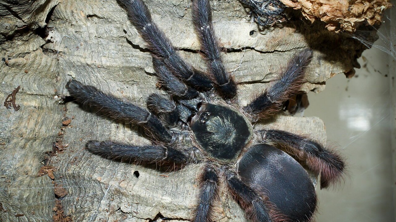 Tapinauchenius violaceus