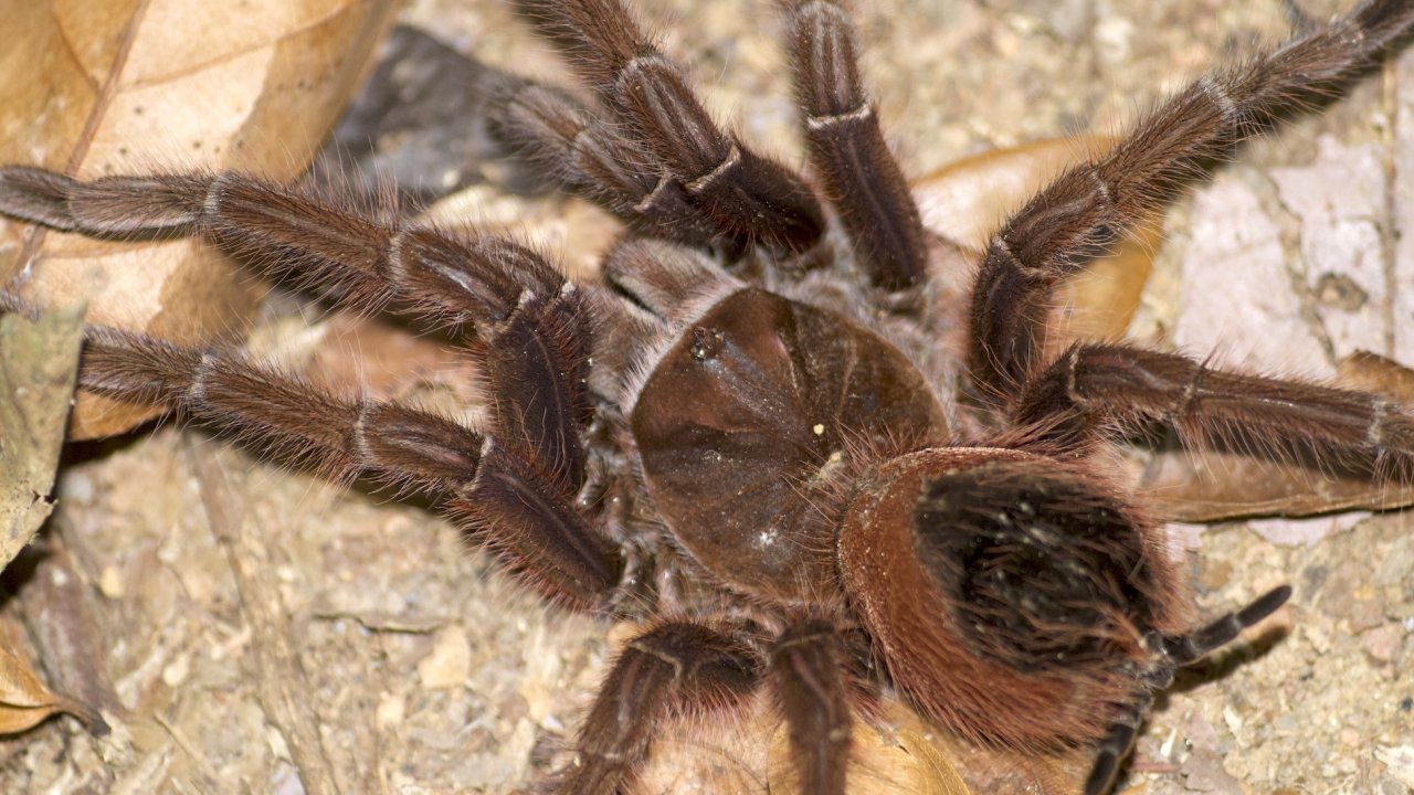 Theraphosa apophysis
