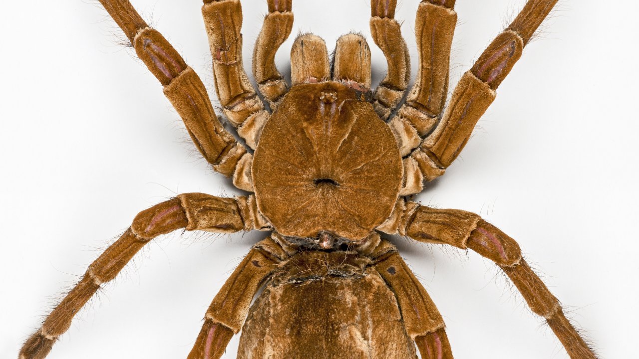 Theraphosa blondi