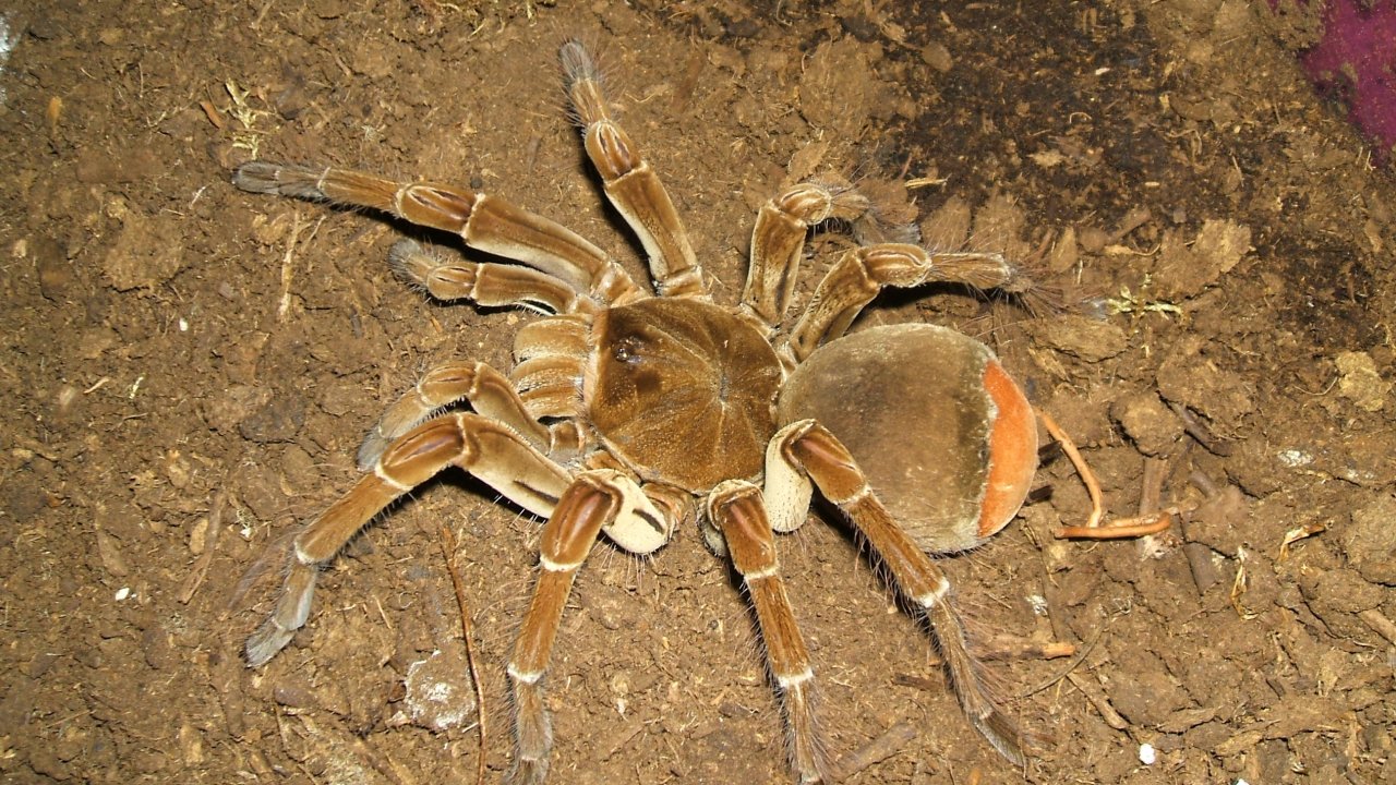Theraphosa stirmi