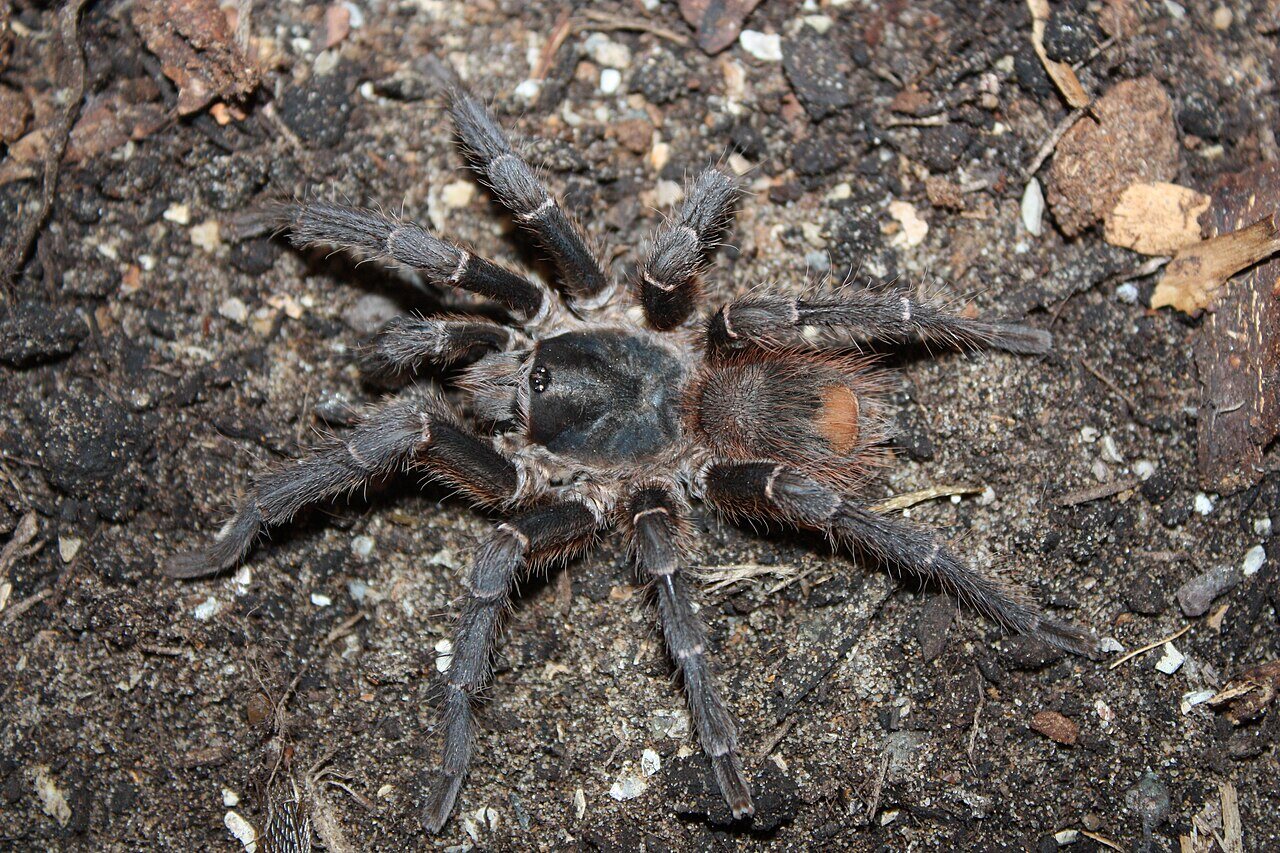 Acanthoscurria theraphosoides