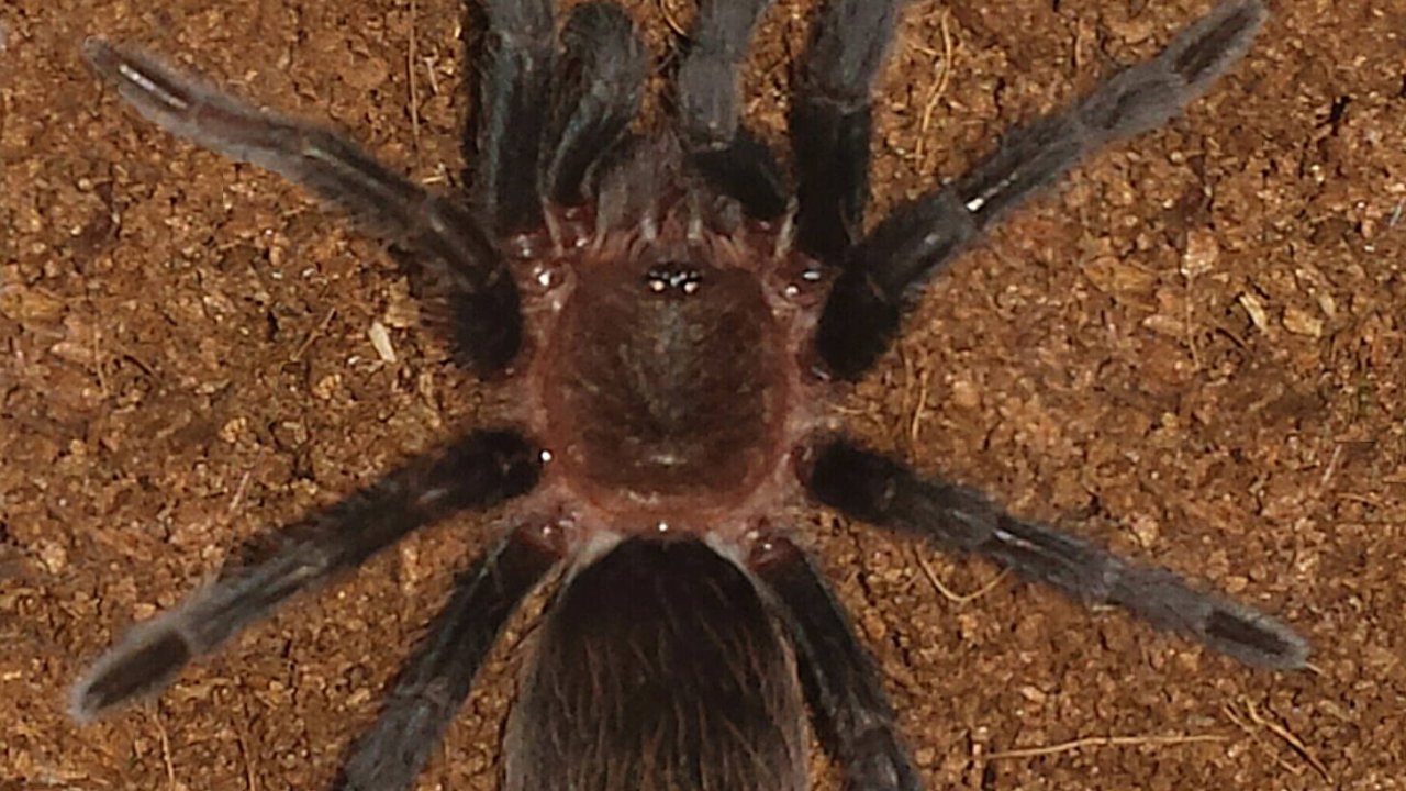 Tliltocatl verdezi tarantula