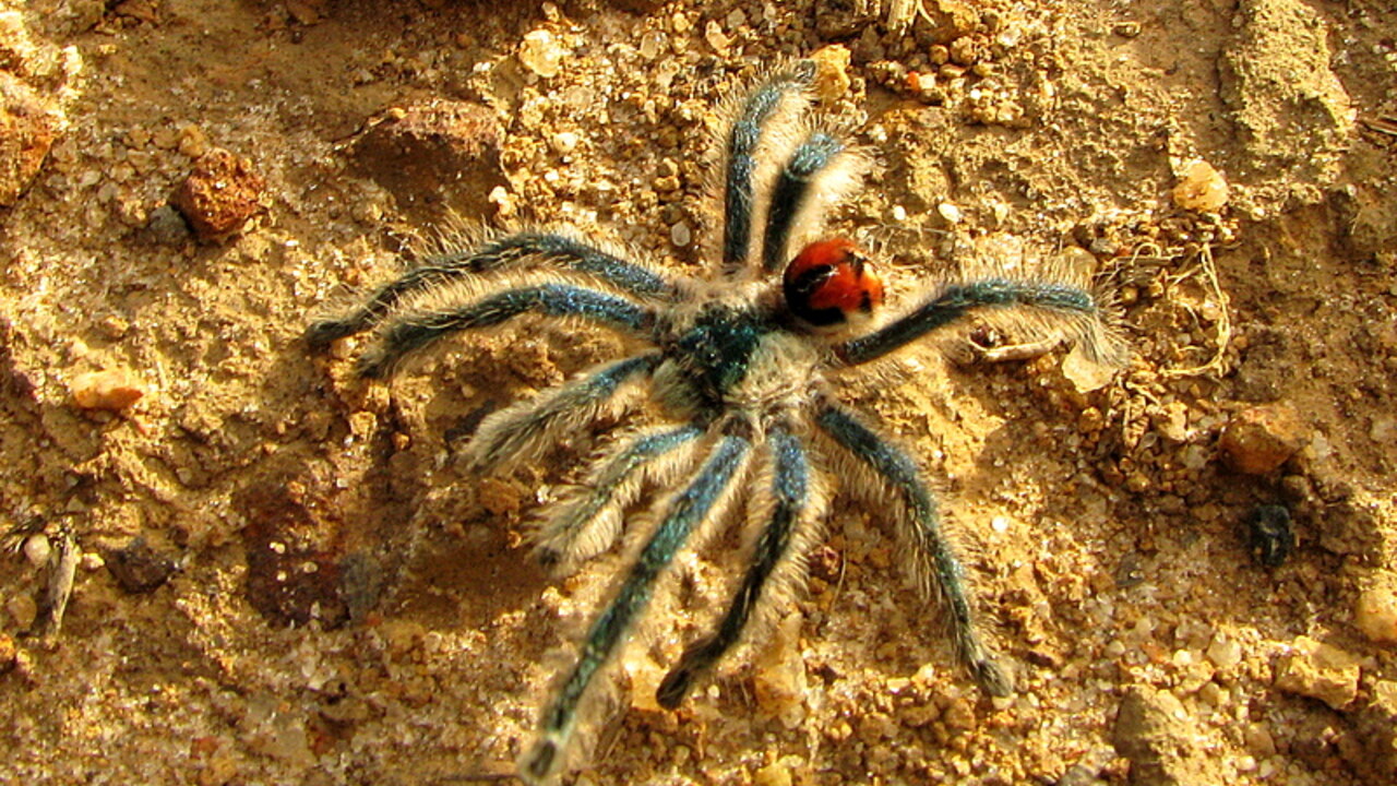 Typhochlaena seladonia