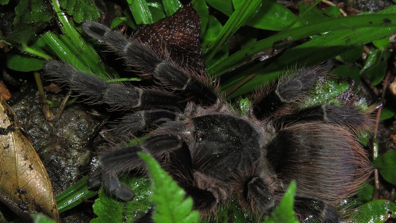 Vitalius lucasae