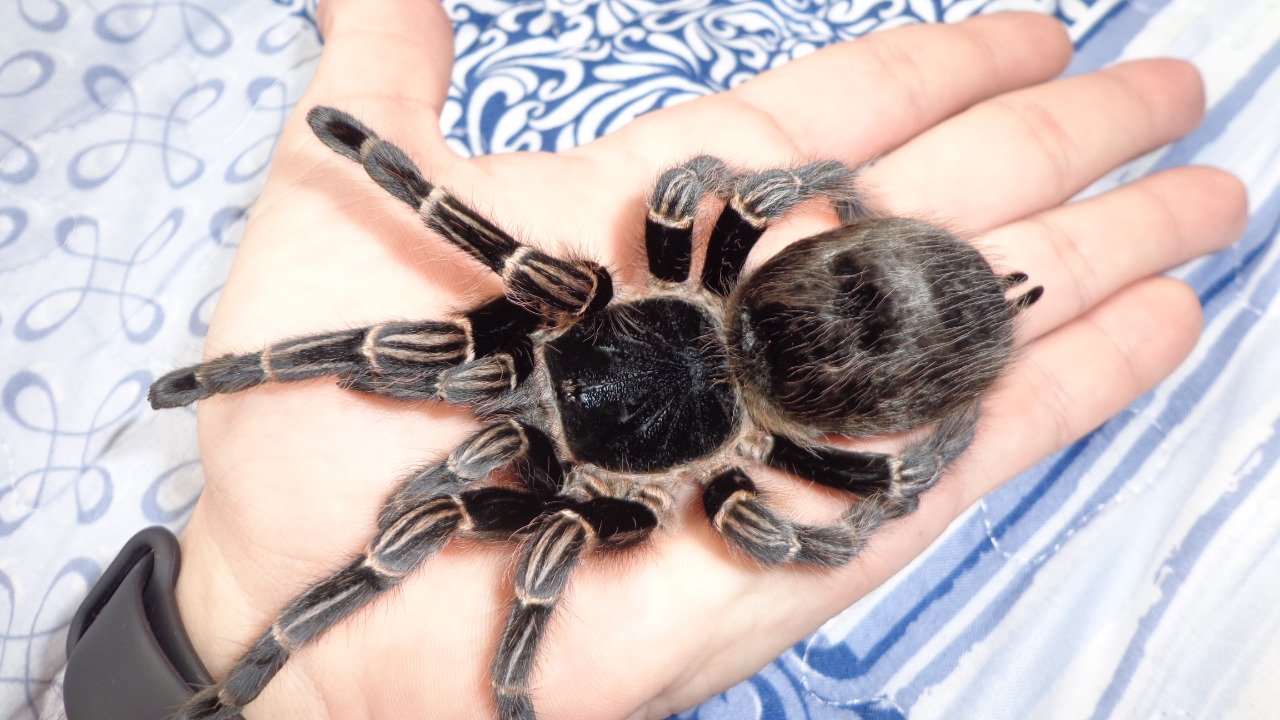 Vitalius sorocabae