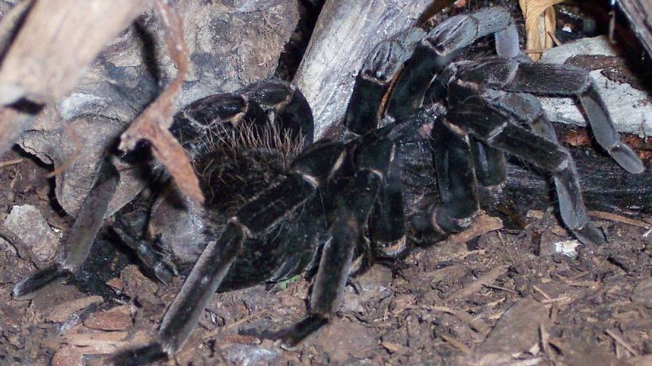 Xenesthis immanis