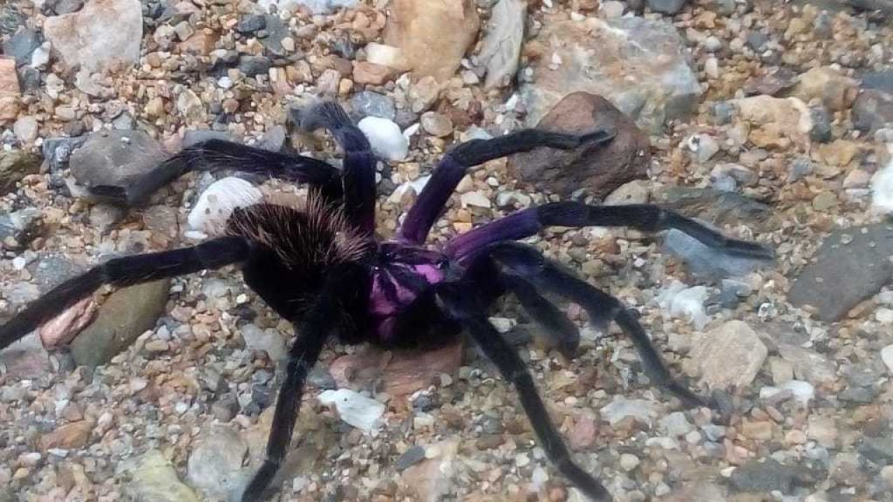 Xenesthis intermedia