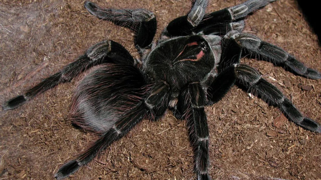 Xenesthis monstrosa