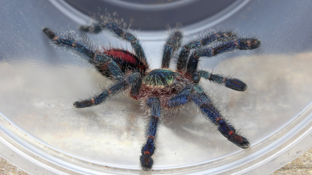 Ybyrapora diversipes