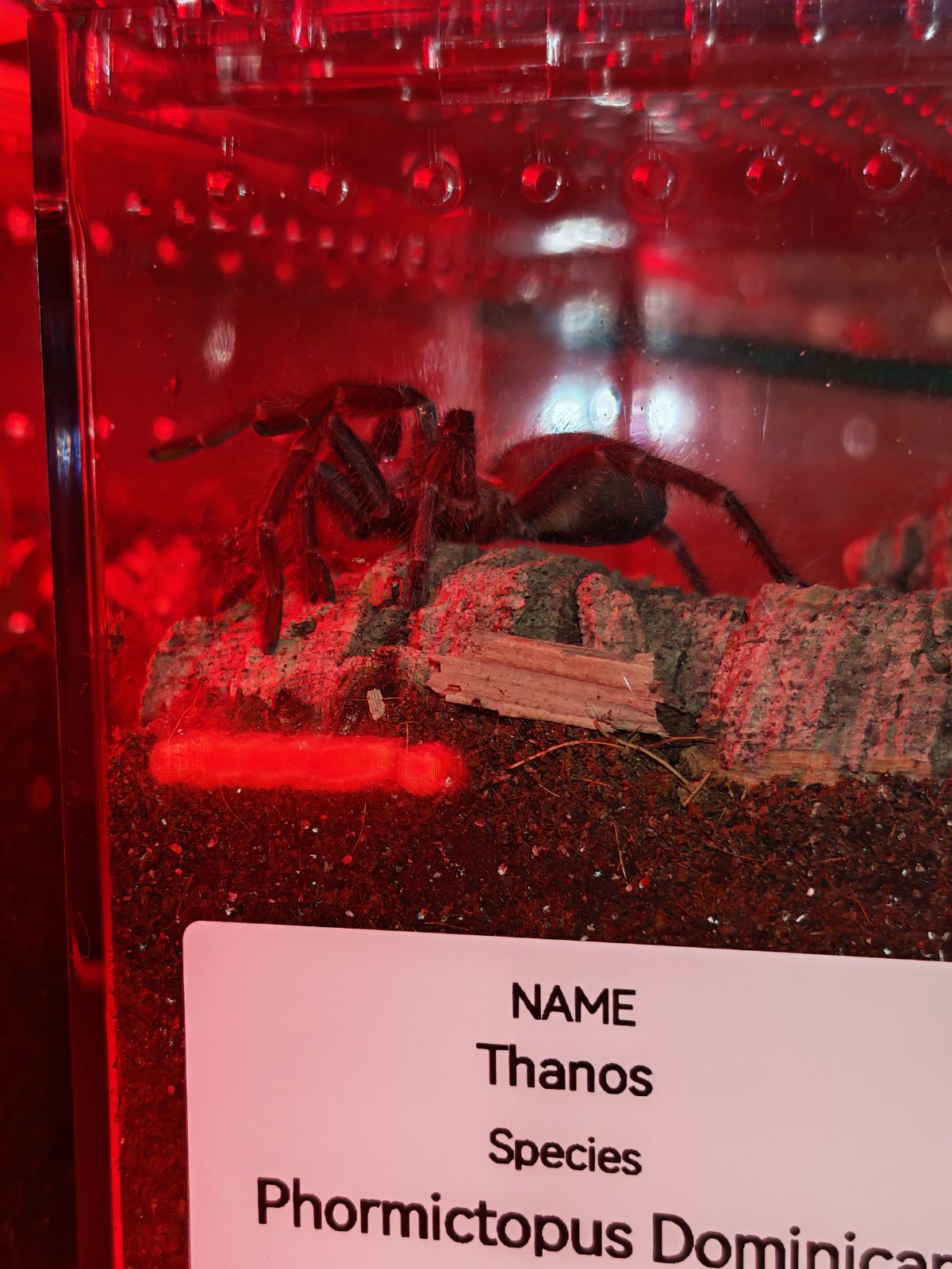 Thanos